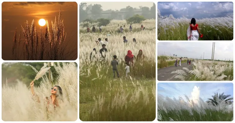 ঢাকার কাছাকাছি কাশবন